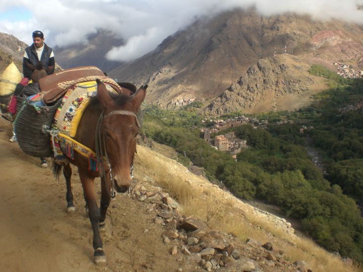 donkey-by-village