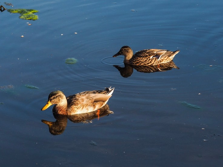 FE921AAD-92C2-4FAA-83E0-331EB630FCE2